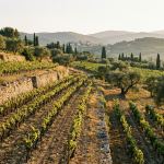 Vignoble de Provence au coucher de soleil