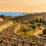 Vignoble de Bandol en restanques face à la Méditerranée