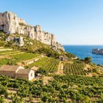 Vignoble de Cassis au pied des falaises