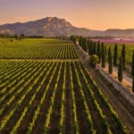 Vignoble de Provence au coucher du soleil, accords mets et vins de Provence