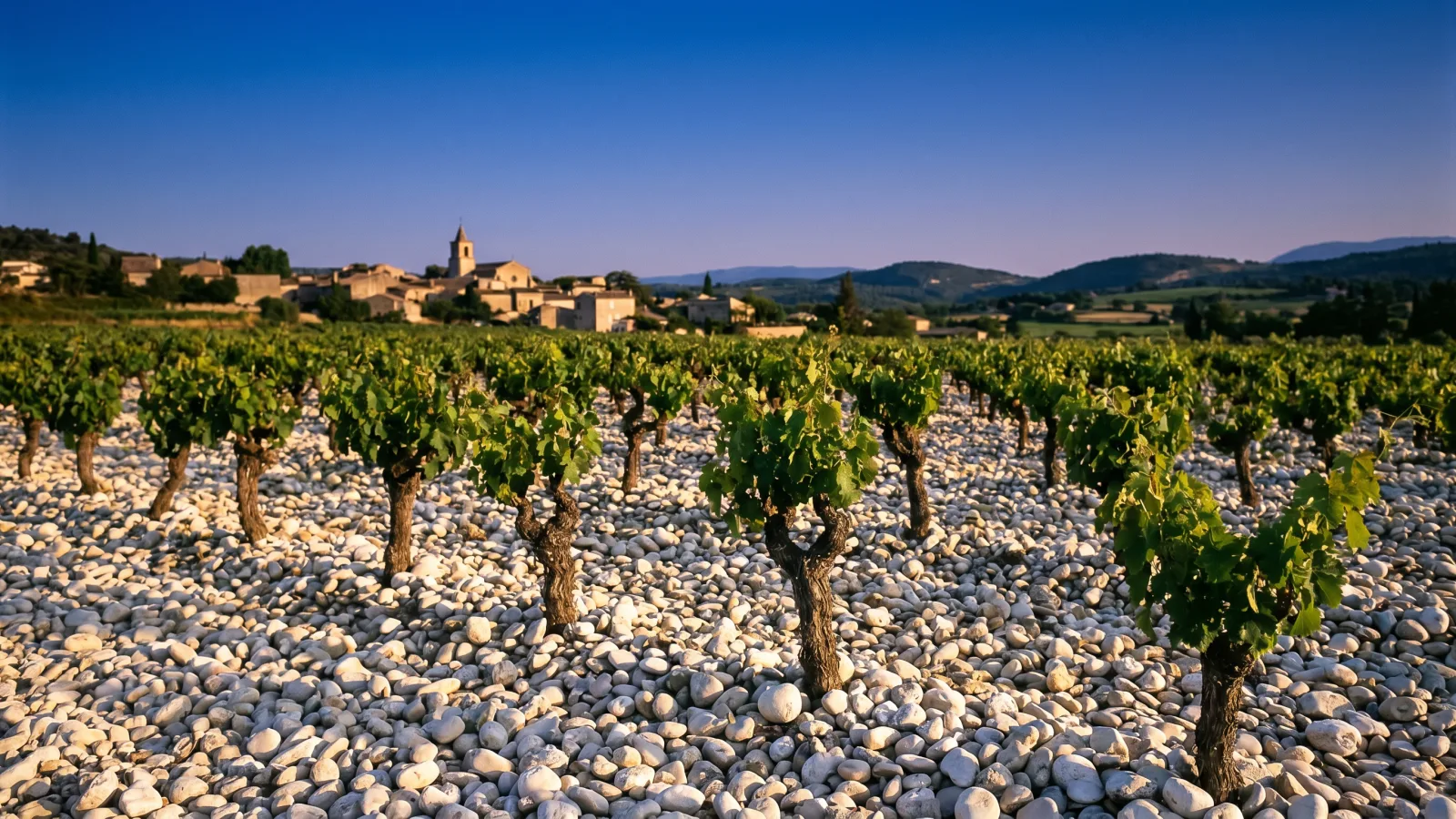 Vins du Rhône : appellations, terroirs et guide de dégustation