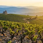 Coteaux de vignes du Beaujolais au coucher du soleil sur sols granitiques