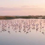 Flamants roses dans un étang de Camargue au coucher du soleil