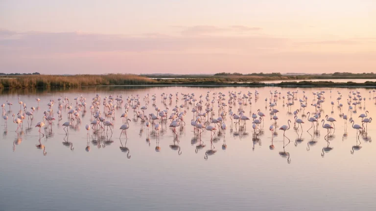 Visiter la Camargue : nature, flamants roses et traditions