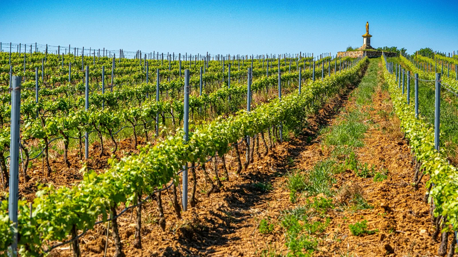Rangs de vignes alignés sur un coteau ensoleillé, paysage typique des vignobles de la Loire